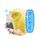 マメルリハ達6（個別スタンプ：13）