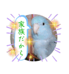 マメルリハ達6（個別スタンプ：14）