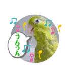 マメルリハ達6（個別スタンプ：19）