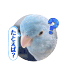 マメルリハ達6（個別スタンプ：20）