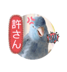 マメルリハ達6（個別スタンプ：24）
