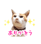 石田さん家の保護猫ぽんたろちゃん（個別スタンプ：1）