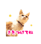 石田さん家の保護猫ぽんたろちゃん（個別スタンプ：4）