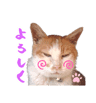 石田さん家の保護猫ぽんたろちゃん（個別スタンプ：5）