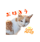 石田さん家の保護猫ぽんたろちゃん（個別スタンプ：7）