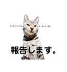 キジトラ猫♡めい♡増量版（個別スタンプ：1）