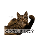 キジトラ猫♡めい♡増量版（個別スタンプ：2）