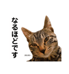 キジトラ猫♡めい♡増量版（個別スタンプ：3）