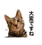 キジトラ猫♡めい♡増量版（個別スタンプ：4）