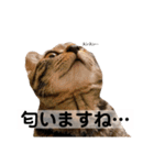 キジトラ猫♡めい♡増量版（個別スタンプ：5）