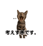 キジトラ猫♡めい♡増量版（個別スタンプ：6）