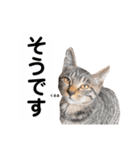 キジトラ猫♡めい♡増量版（個別スタンプ：7）