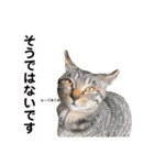 キジトラ猫♡めい♡増量版（個別スタンプ：8）
