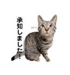キジトラ猫♡めい♡増量版（個別スタンプ：9）