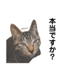 キジトラ猫♡めい♡増量版（個別スタンプ：12）