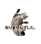 キジトラ猫♡めい♡増量版（個別スタンプ：13）