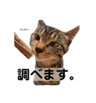 キジトラ猫♡めい♡増量版（個別スタンプ：14）