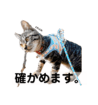 キジトラ猫♡めい♡増量版（個別スタンプ：15）