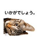 キジトラ猫♡めい♡増量版（個別スタンプ：17）