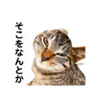 キジトラ猫♡めい♡増量版（個別スタンプ：18）