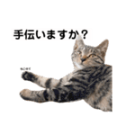 キジトラ猫♡めい♡増量版（個別スタンプ：20）