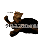 キジトラ猫♡めい♡増量版（個別スタンプ：21）