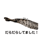 キジトラ猫♡めい♡増量版（個別スタンプ：22）