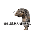 キジトラ猫♡めい♡増量版（個別スタンプ：23）