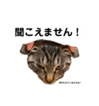 キジトラ猫♡めい♡増量版（個別スタンプ：24）