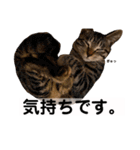 キジトラ猫♡めい♡増量版（個別スタンプ：26）