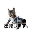 キジトラ猫♡めい♡増量版（個別スタンプ：29）