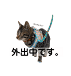 キジトラ猫♡めい♡増量版（個別スタンプ：30）