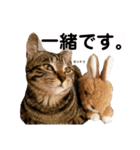 キジトラ猫♡めい♡増量版（個別スタンプ：31）