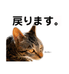 キジトラ猫♡めい♡増量版（個別スタンプ：32）
