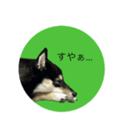 くろみつ①（個別スタンプ：3）