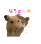 ハミーくんとコロンくんの日常！（個別スタンプ：1）