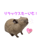 ハミーくんとコロンくんの日常！（個別スタンプ：2）