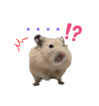 ハミーくんとコロンくんの日常！（個別スタンプ：4）