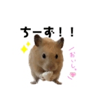 ハミーくんとコロンくんの日常！（個別スタンプ：5）