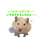 ハミーくんとコロンくんの日常！（個別スタンプ：7）