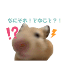 ハミーくんとコロンくんの日常！（個別スタンプ：8）