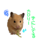 ハミーくんとコロンくんの日常！（個別スタンプ：12）