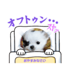 チワワの心菜 色々使えるスタンプ（個別スタンプ：3）