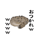 めっちゃ動く毒舌きのこ図鑑（個別スタンプ：24）