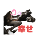 ぽん太君スタンプ.4（個別スタンプ：13）