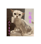 栗銀もの（個別スタンプ：19）