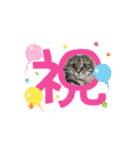 うちのネコ 名はトラ（個別スタンプ：7）