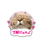うちのネコ 名はトラ（個別スタンプ：10）