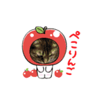 うちのネコ 名はトラ（個別スタンプ：11）