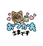 うちのネコ 名はトラ（個別スタンプ：25）